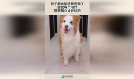 小狗狗跳舞视频,小狗狗欢快跳舞瞬间集锦